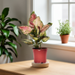 Aglaonema dud anyamanee – Vibrant Indoor Houseplant