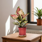Aglaonema dud anyamanee – Vibrant Indoor Houseplant