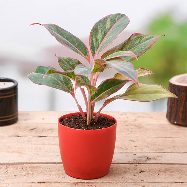 Aglaonema Siam Aurora in 4-inch pot