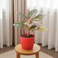 buy  Aglaonema lipstick red