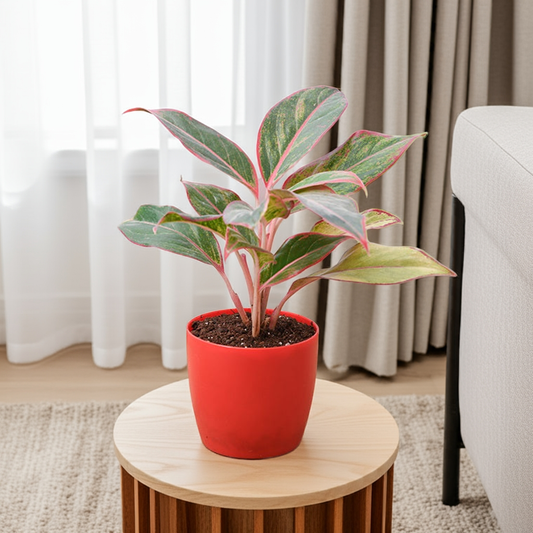 Aglaonema Siam Aurora in 4-inch pot