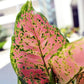 Aglaonema dud anyamanee – Vibrant Indoor Houseplant