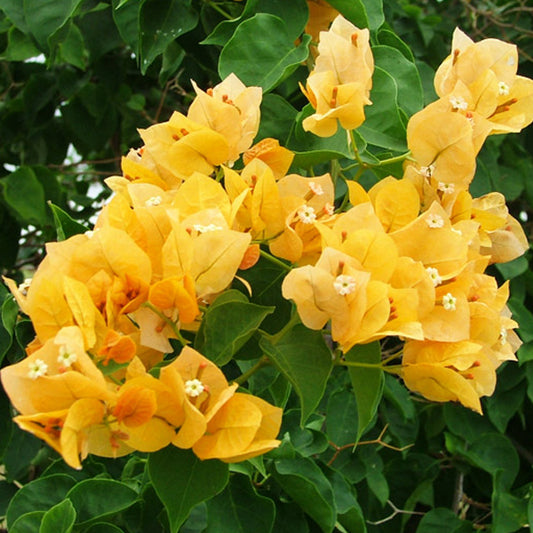 Bougainvillea Plant Pakistan – Any Color Flowering Climber for Pots & Walls