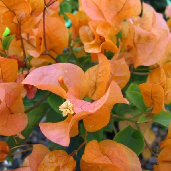 Bougainvillea (Orange) - Plant