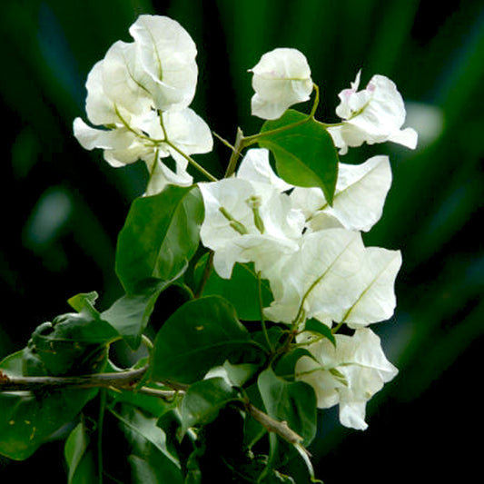 Bougainvillea (White) Plant