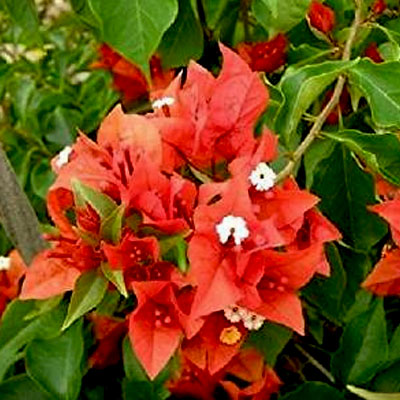 Description for Bougainvillea (Red)
