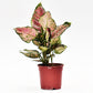 Aglaonema dud anyamanee – Vibrant Indoor Houseplant