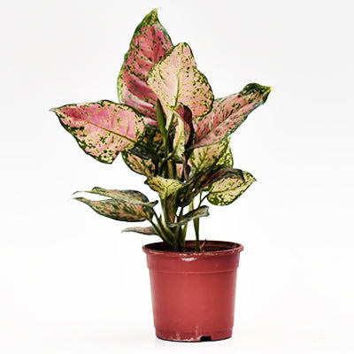 Aglaonema dud anyamanee – Vibrant Indoor Houseplant