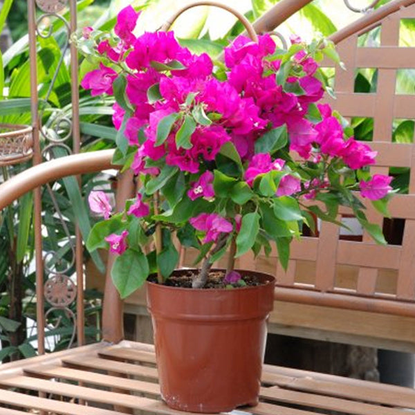 Pink Bougainvillea Plant – Flowering Climber for Pots, Gardens & Walls