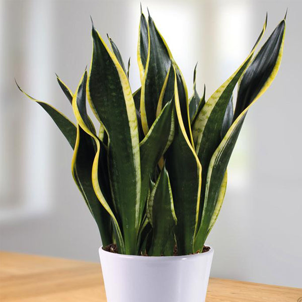 Sansevieria Black Gold – Snake Plant Indoor Air Purifier in Pakistan