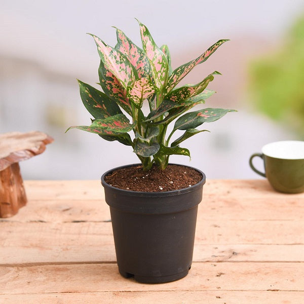 Aglaonema Pink Dalmatian – The Charming Indoor Houseplant