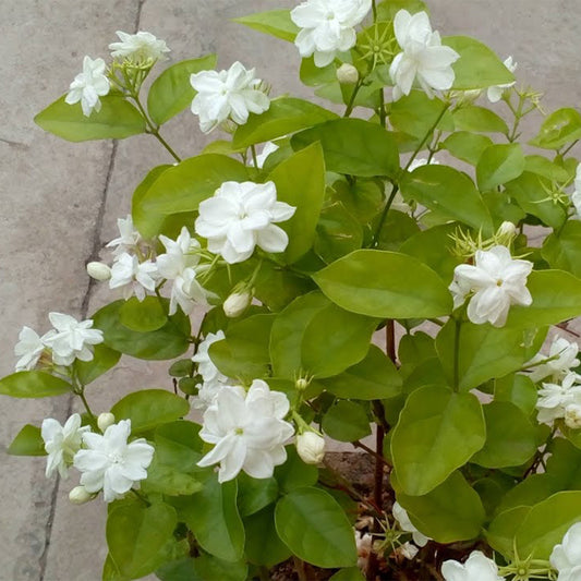 Motiya-Jasminum sambac (Arabian Jasmine) in Pot – Fragrant Flowering Plant