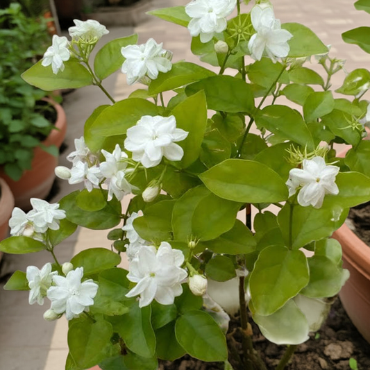 Motiya-Jasminum sambac (Arabian Jasmine) in Pot – Fragrant Flowering Plant