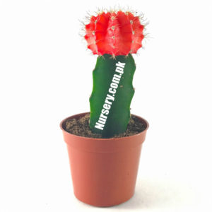 Moon Cactus (Grafted, Orange) Large - Cactus Plant
