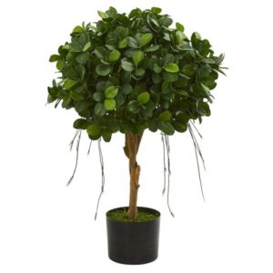 Ficus Panda - Plant