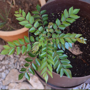 Curry Leaves, Kadi Patta, Meetha Neem - Plant