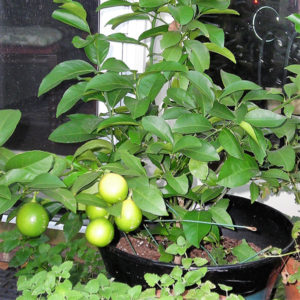Nimboo, Lemon - Plant